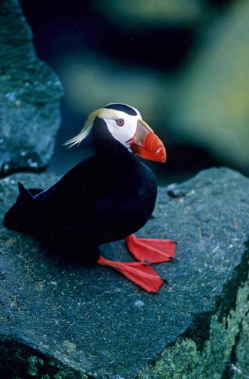 tufted, puffin, male, rocks