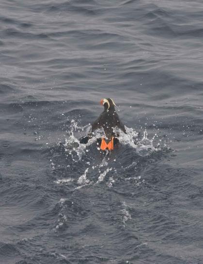 tufted, puffin, swimming, ocean, water