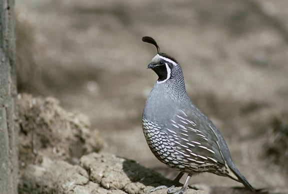 up-close, quail, standing, rock, california, quail