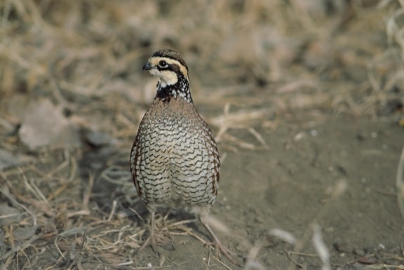 up-close, quail, standing, full, frontal, view