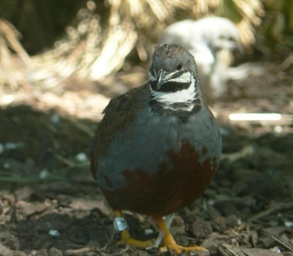 coturnix coturnix, quail, bird