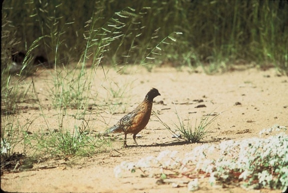 μασκοφόροι, bobwhite πουλί, έδαφος, colinus virginianus ridgwayi