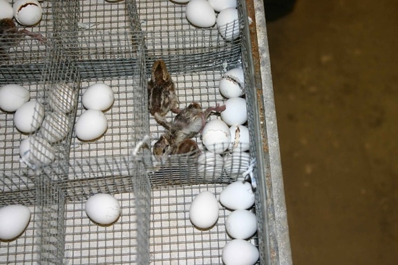 masked, bobwhite, quail, hatchlings, eggs