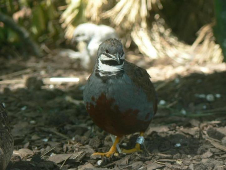 quail, bird, odontophoridae