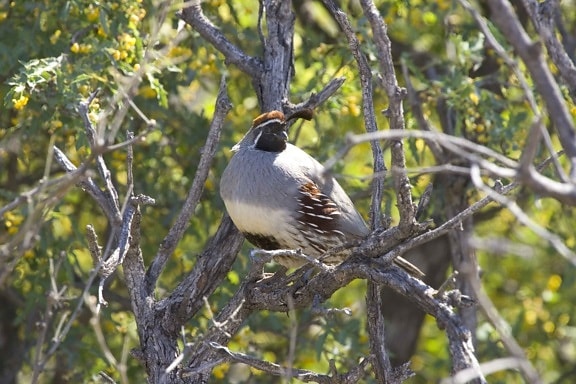 quail, peacefully, tree
