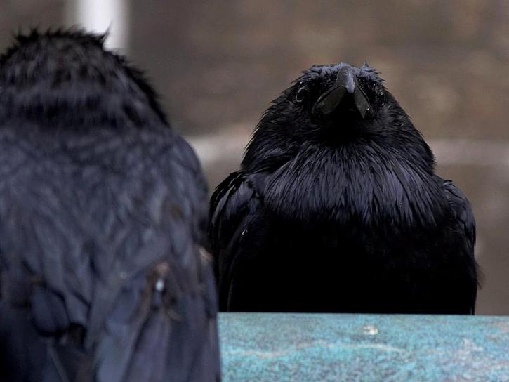 Птахи, ravens, пір'я, чорні