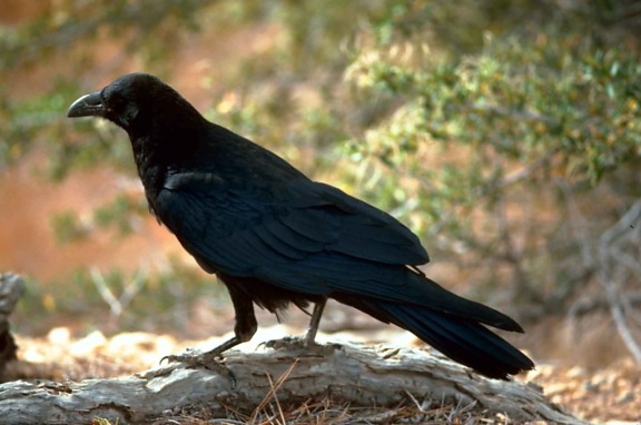 black, raven, bird