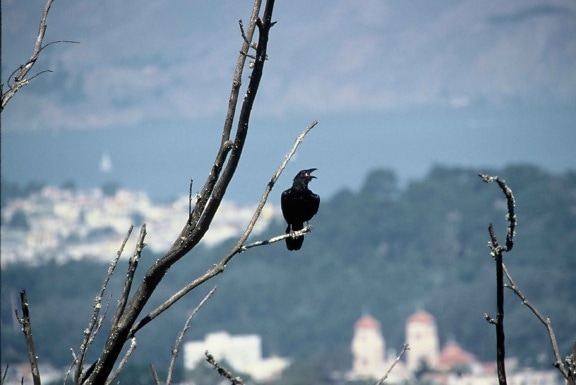common, raven, northern raven, bird, corvus corax