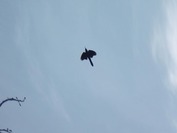 corvo, volare, in alto