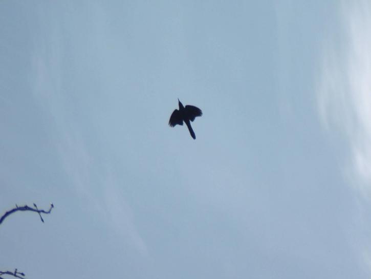 crow, flying, overhead