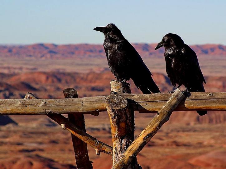 crows, ravens, birds, black