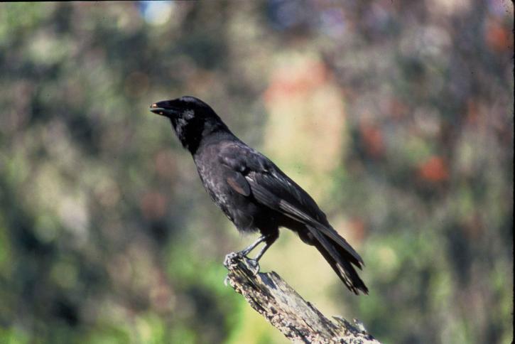hawaiian, crow, black, bird