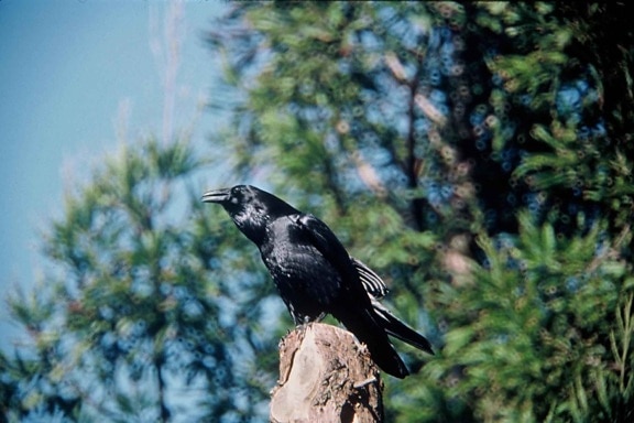 Raven, pták, divoký, corvus corax