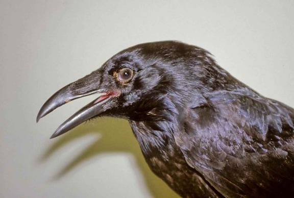 Raven, corvus corax