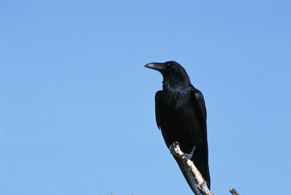 raven, sitting, branch