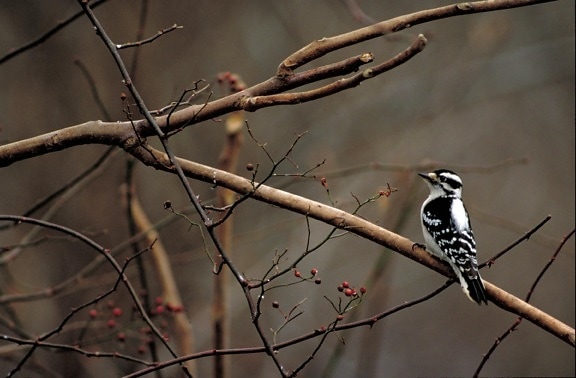 rear, woodpecker, bird, sitting, tree, branch