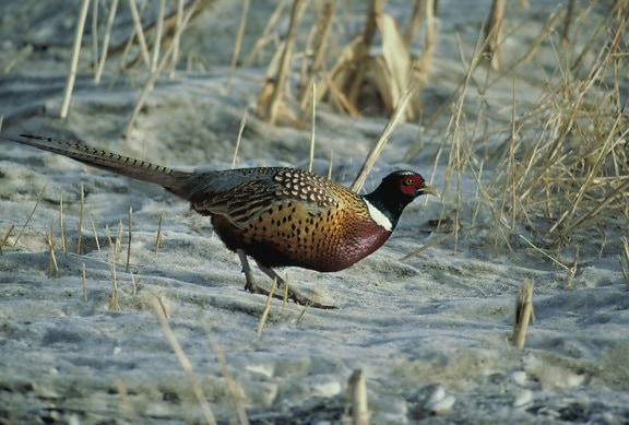 ring, necked, pheasant, male, walking, sand, sparse, dried, vegetation