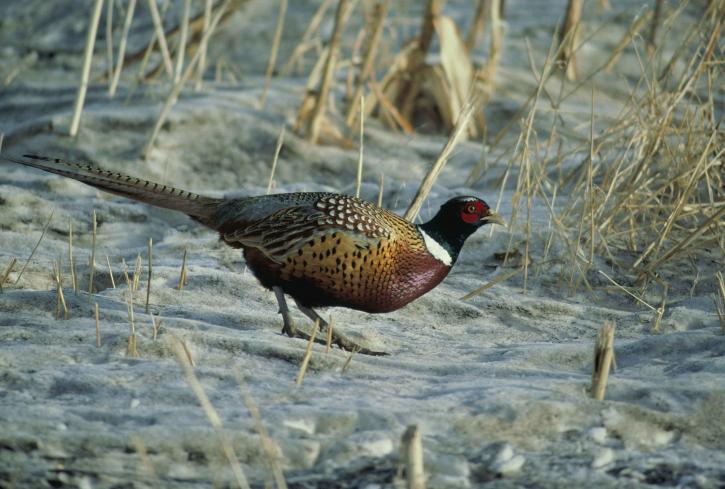 ring, necked, pheasant, male, walking, sand, sparse, dried, vegetation
