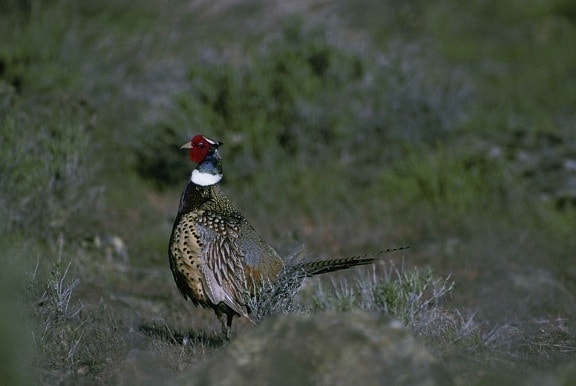 ring, necked, pheasant, phAsianus colchicus, standing, alertly, short grass