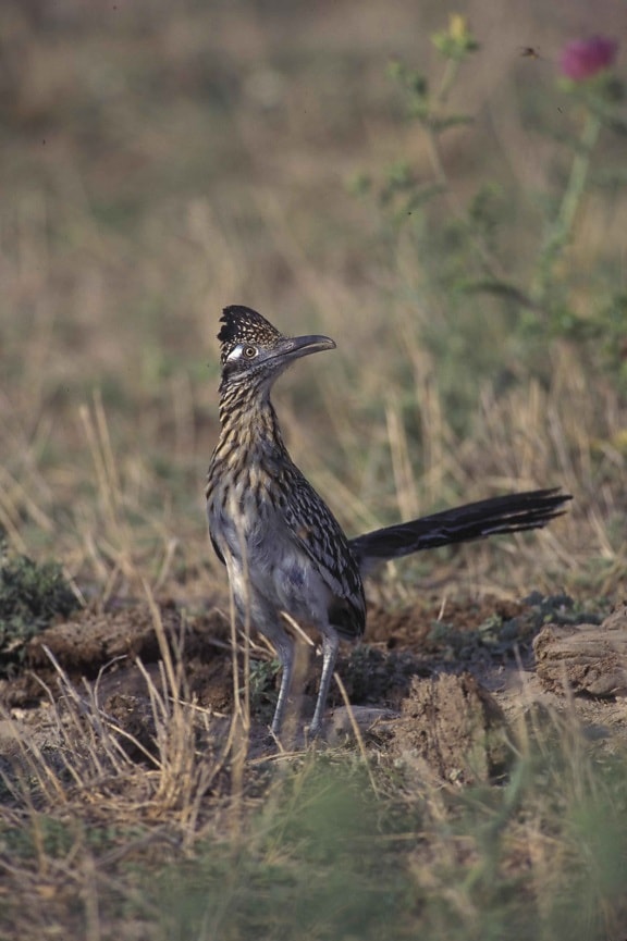 Roadrunner, vták, geococcyx