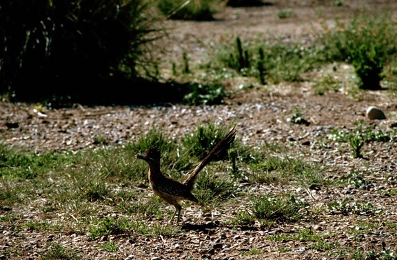 roadrunner, oiseau, courir, Geococcyx, californianus