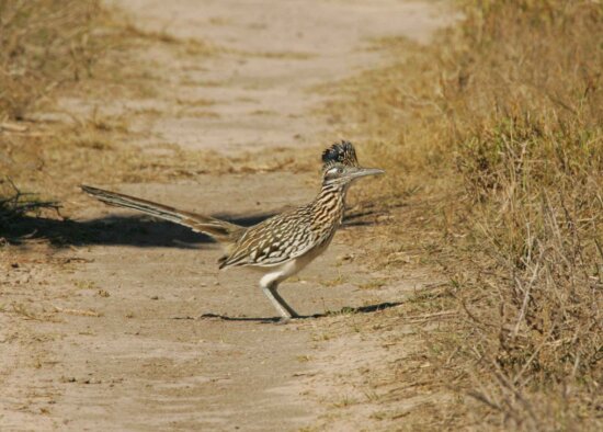 roadrunner, bird, standing, geococcyx californianus