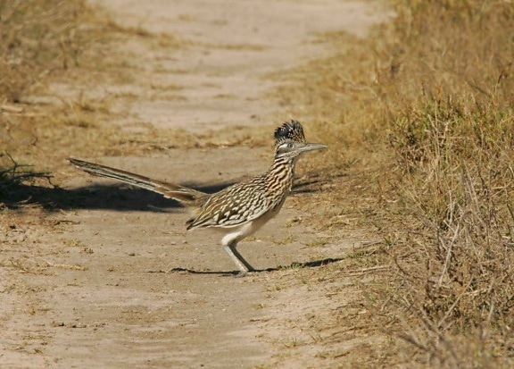 roadrunner, oiseau, debout, Geococcyx, californianus