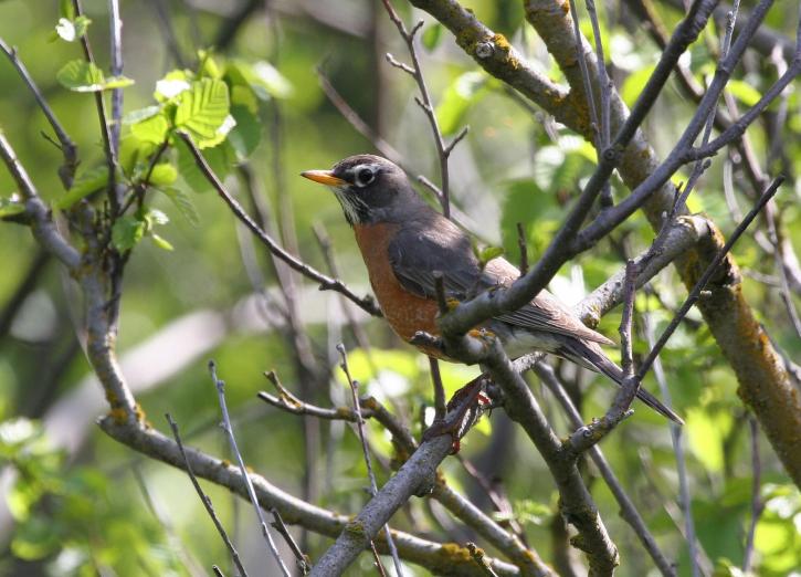 Američan, robin, pták, turdus migratorius