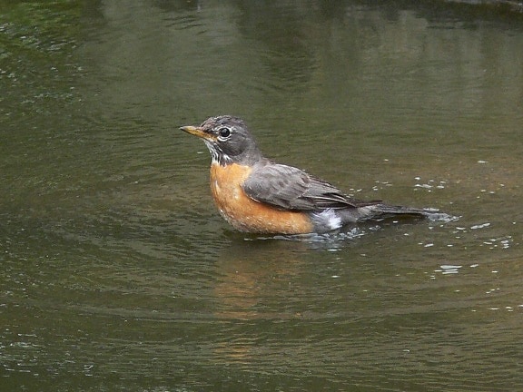 amertican, robin, water, bird, turdus migratorius