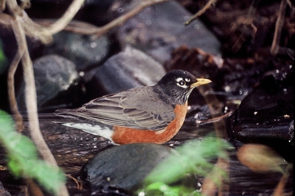 up-close, Amerivan, robin, bird