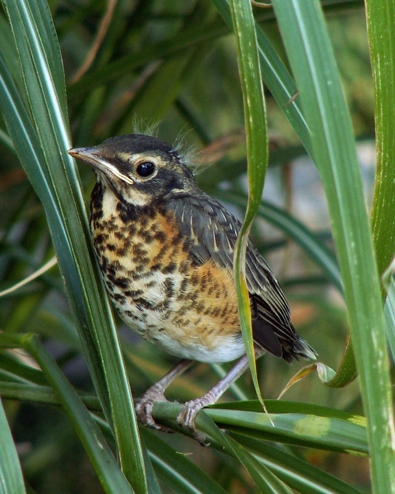 American, robin, chick, baby, up-close, image, bird, turdus migratorius