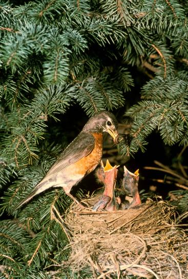Robin, kuikens, vogel en nest