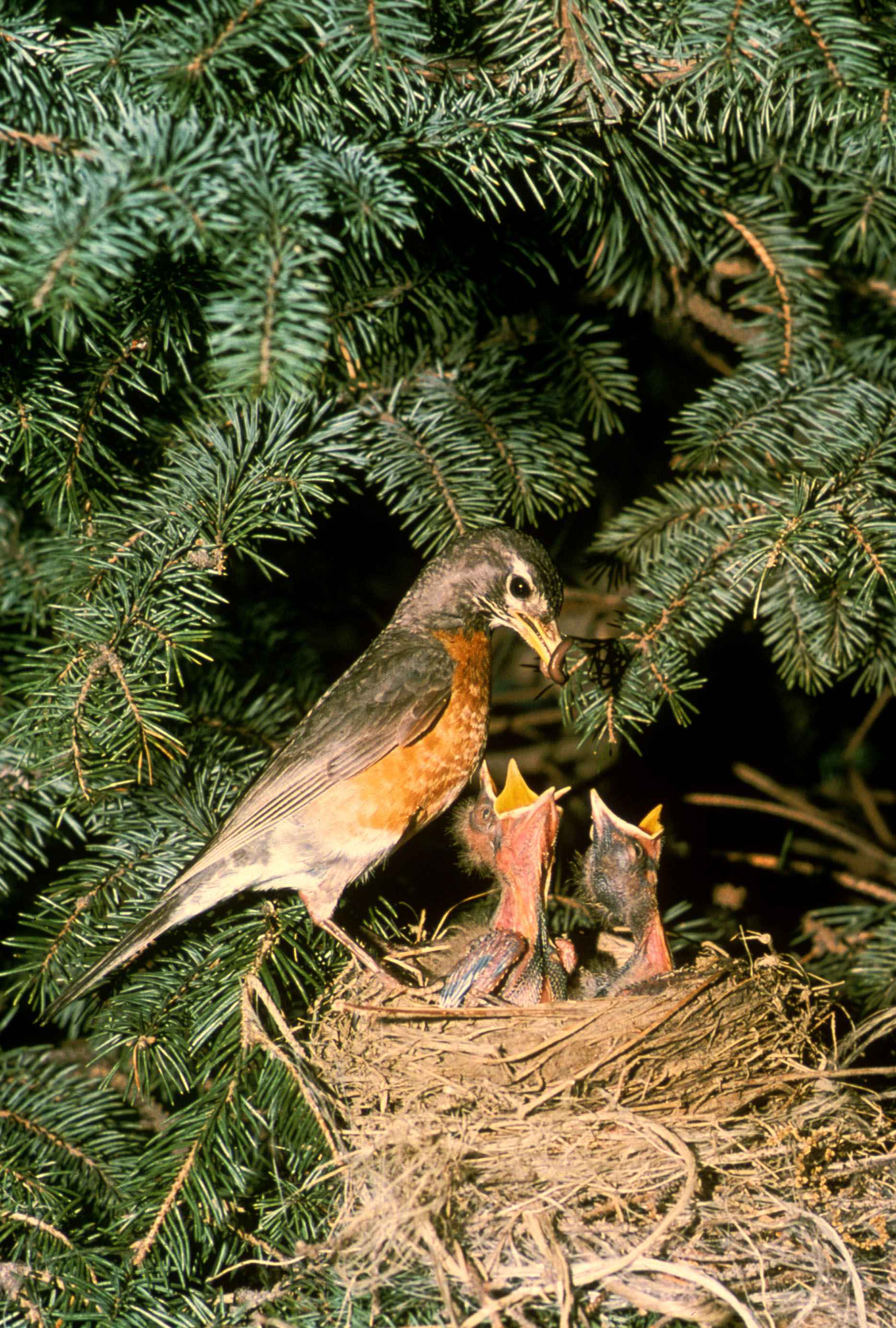 Free Picture Robin Bird Chicks Nest