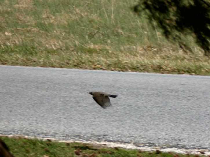 Robin, flygande