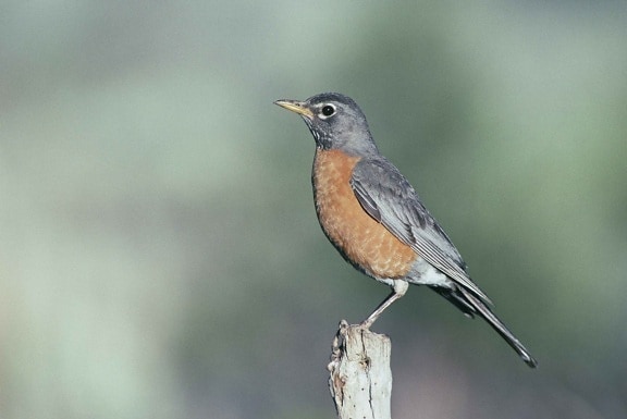 turdus migratorius, 로빈, 미국, 새