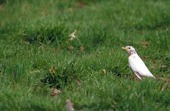 білий, американський Робін птах, turdus migratorius, трава, білий, червоний, груди, пом'якшилася, голова