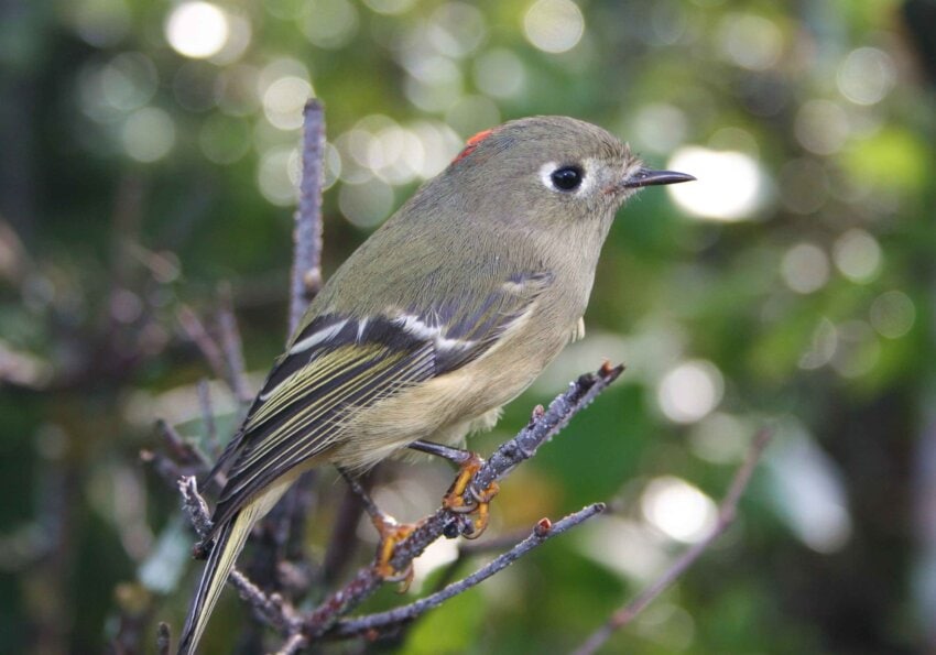 Free Picture: Ruby, Crowned, Kinglet, Bied, Regulus Calendula