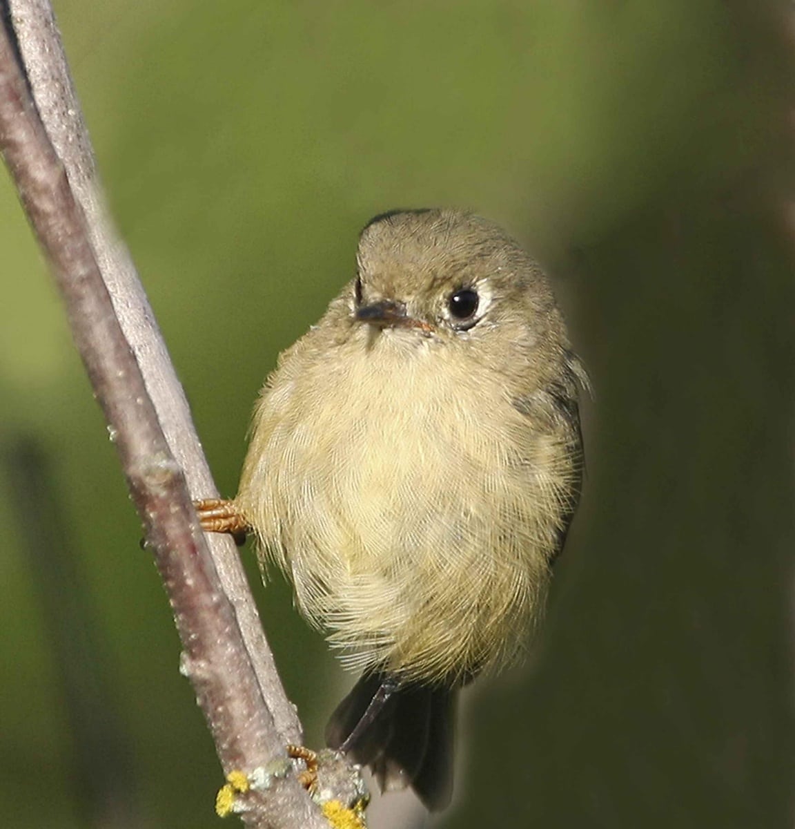 Free picture: ruby crowned kinglet, regulus calendula, bird