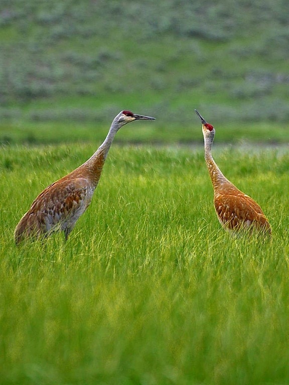 sandhill, cranes
