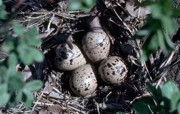 Bairds, sandpiper, nido, uova