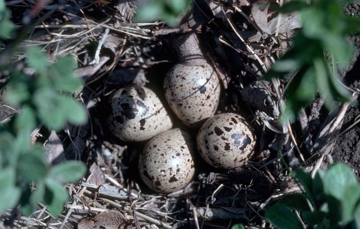 Bairds, oeverloper, nest, eieren