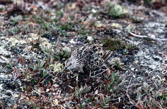 Calidris bairdii, cankó, camoouflaged