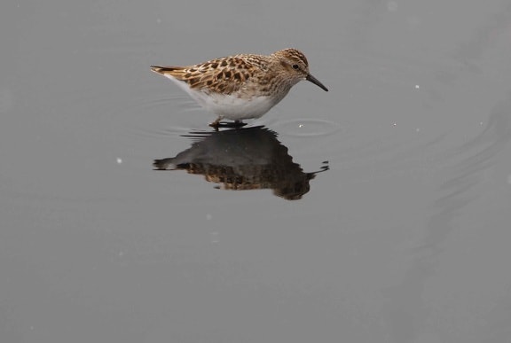 least, sandpiper, searches, food, water
