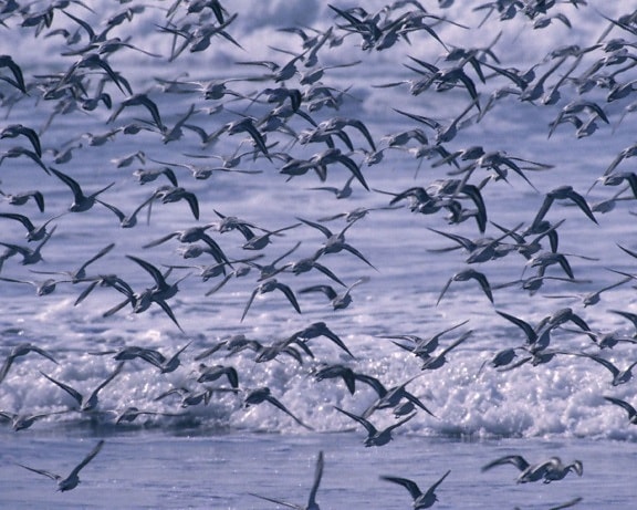 sanderling, chim, flock, đuổi theo, receding, sóng, ocean, bãi biển
