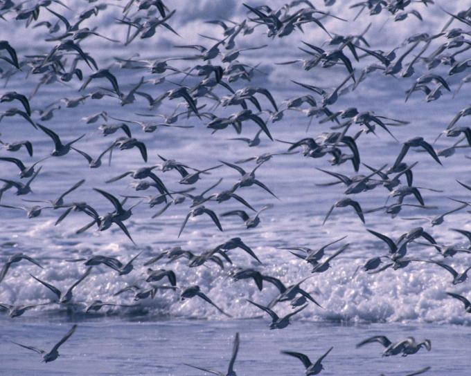 sanderling นก ฝูง ไล่ เริ่ม คลื่น ทะเล ชายหาด
