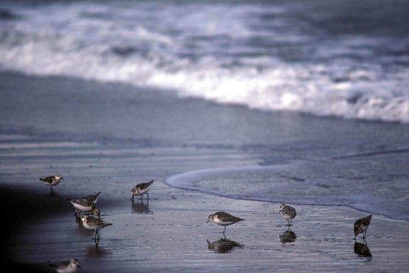 sanderlings, бреговата линия