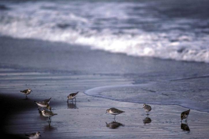 sanderlings, linii brzegowej