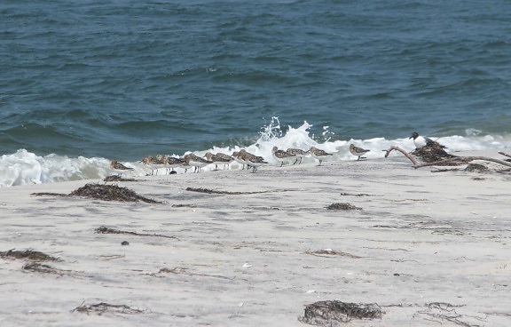 sanderlings, птици, calidris, Алба, бряг