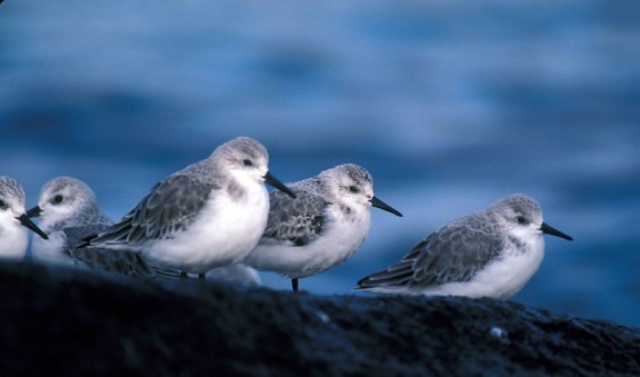 sanderlings, aves, calidris alba, plumagem, à