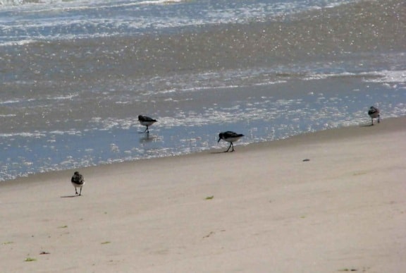 sanderlings, beach, monomoy, wilderness, refuge